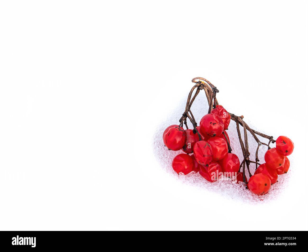 Bacche di un albero di rowan rosso nella neve su uno sfondo bianco. rowan rosso. Frutti di bosco. Piante medicinali. Fitoterapia. Sfondo bianco. Posiziona per tex Foto Stock