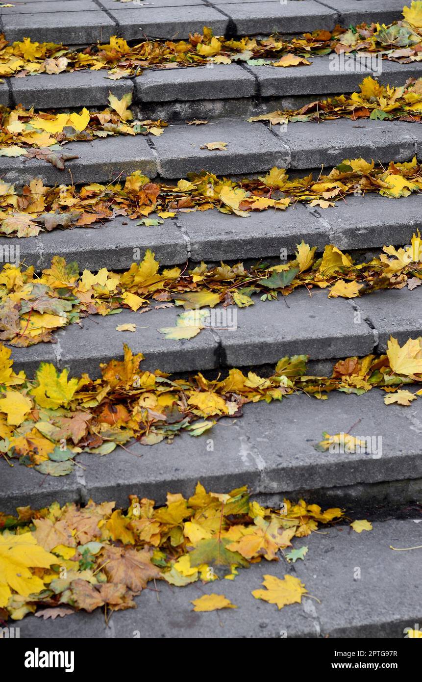 Vecchio passi concreti, cosparsa con un sacco di ingiallimento caduto foglie di autunno Foto Stock