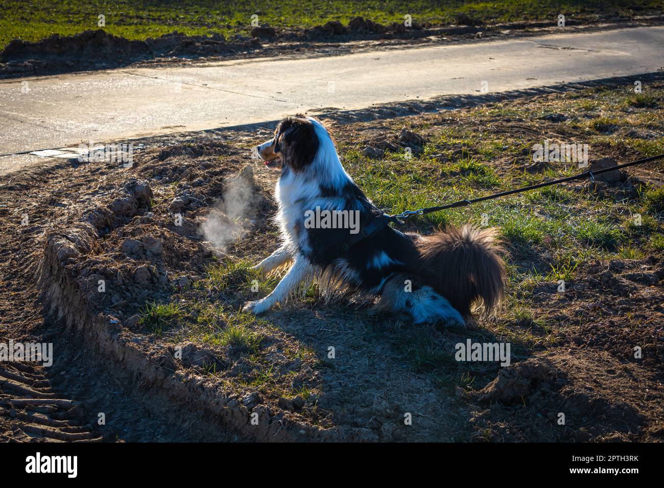 il cane pastore australiano reattivo tira sul guinzaglio Foto Stock