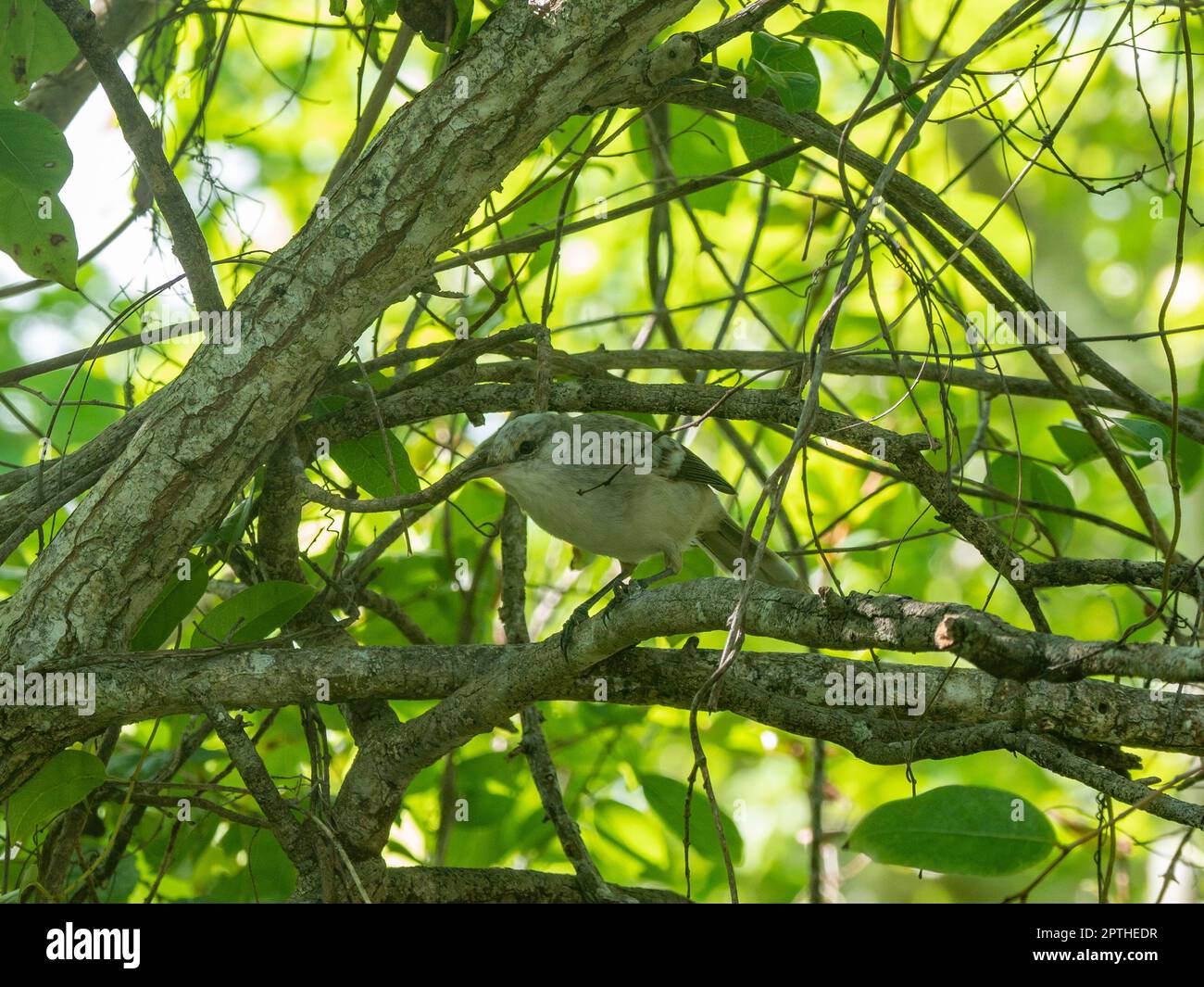 Henderson Island Reed Warbler, Acrocephalus tait, un uccello endemico di Henderson Island nel Pitcairn Group Foto Stock