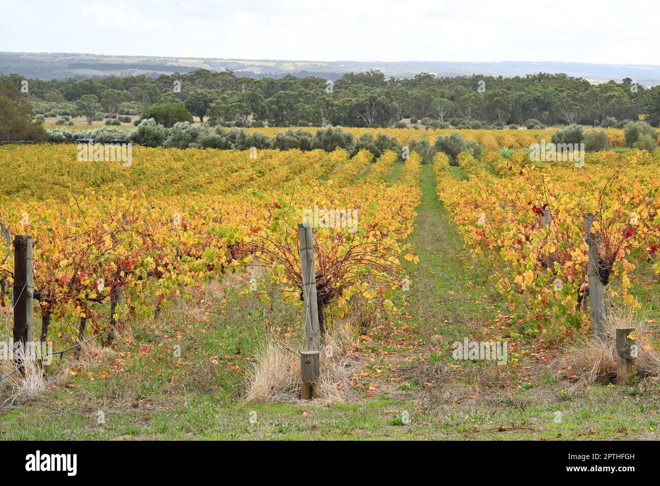 I vigneti dei vini d'Arenberg sono visti intorno a McLaren vale, 40km a sud di Adelaide, giovedì 20 aprile 2023. Il governo del Sud Australia sta tentando di rendere le aziende vinicole della McLaren vale più attraenti per gli appassionati di vino "alla moda", rivaleggiando con la più nota regione vinicola della Barossa Valley e della Clare Valley. (AAP Image/Mick Tsikas) NESSUNA ARCHIVIAZIONE ** SOLO PER USO STRETTAMENTE EDITORIALE ** Foto Stock