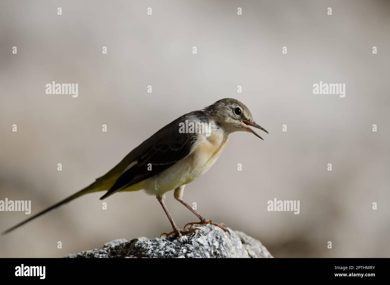 Vagone grigio Motacilla cinerea canariensis chiamata. El Toscon. Il Parco Rurale di Nublo. Tejeda. Gran Canaria. Isole Canarie. Spagna. Foto Stock