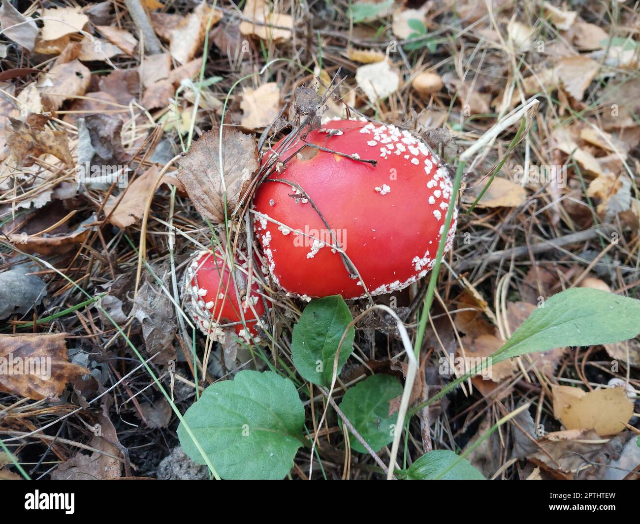 I funghi della foresta sono cresciuti in autunno Foto Stock