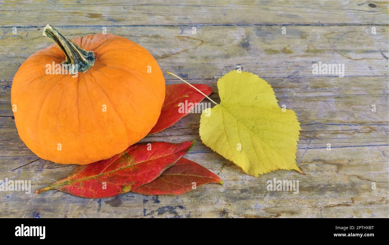 Autunno naturale vista autunno zucca su sfondo di legno. Cambiamento di stagione, concetto di cibo biologico maturo. Festa di Halloween. Giorno del Ringraziamento. Backg autunnale Foto Stock