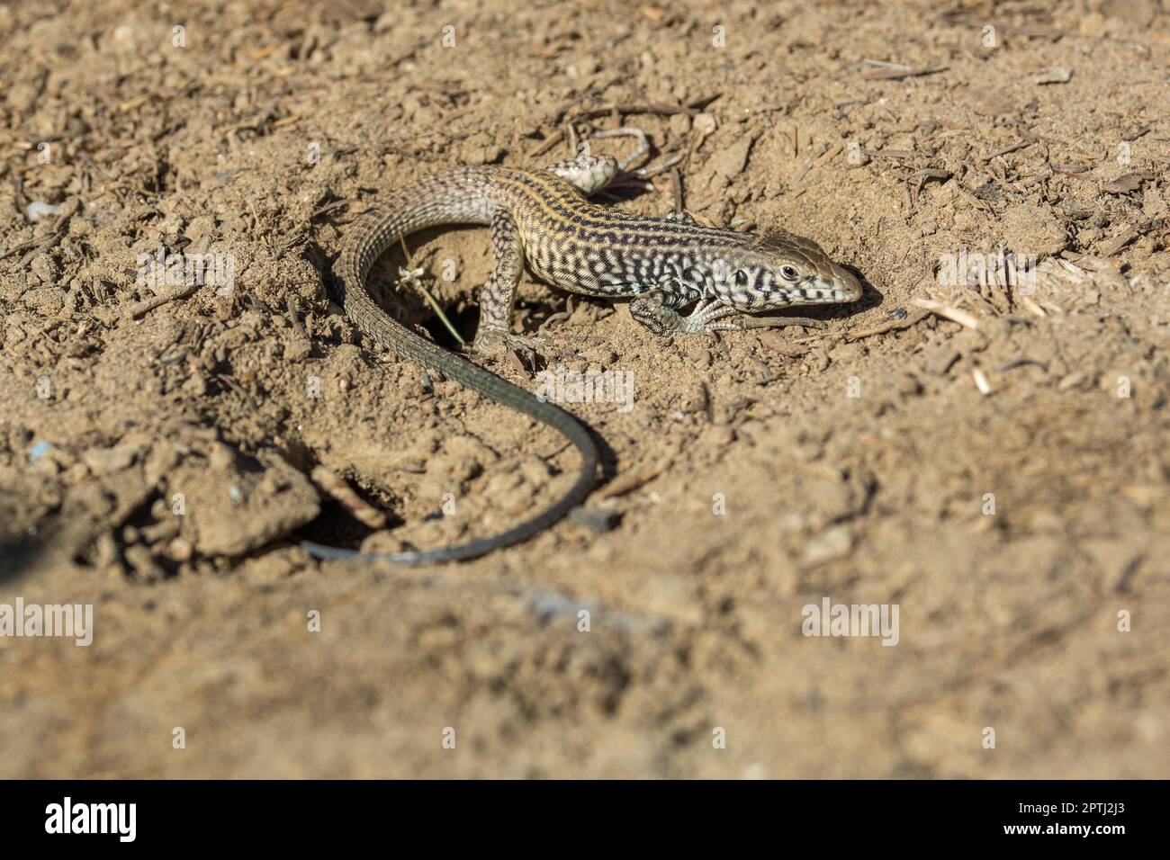 Un capricciallo californiano (Aspidescelis tigris munda) riposa al sole nel deserto del Mojave della California meridionale. Foto Stock