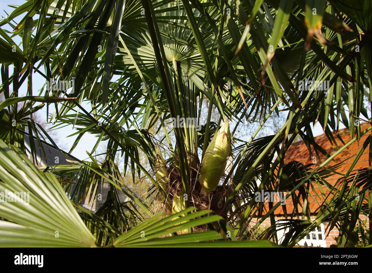 Boccioli di fiori in palma cinese mulino a vento, palma mulino a vento, Chusan palma, (Trachycarpus fortunei). Famiglia Palmae o Arecaceae. Giardino olandese, primavera, aprile Foto Stock