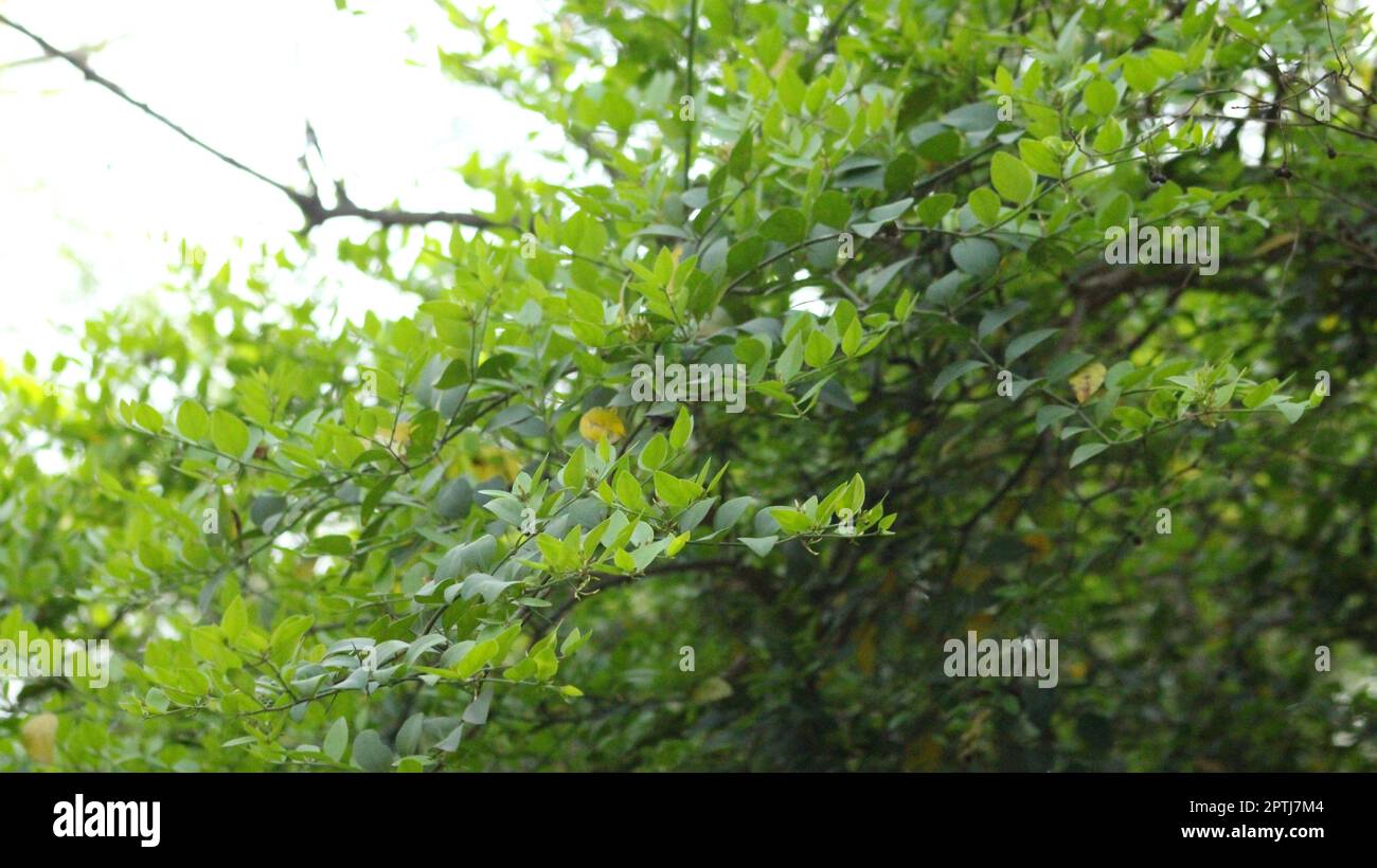 paesaggio di foglie verdi Foto Stock