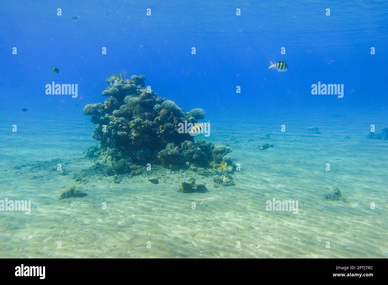 incredibile piccola barriera corallina con coralli e pesci sul fondale sabbioso in acqua blu egitto Foto Stock