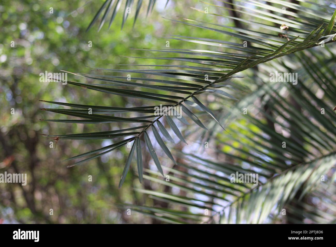 foglie dell'albero di date in giardino Foto Stock