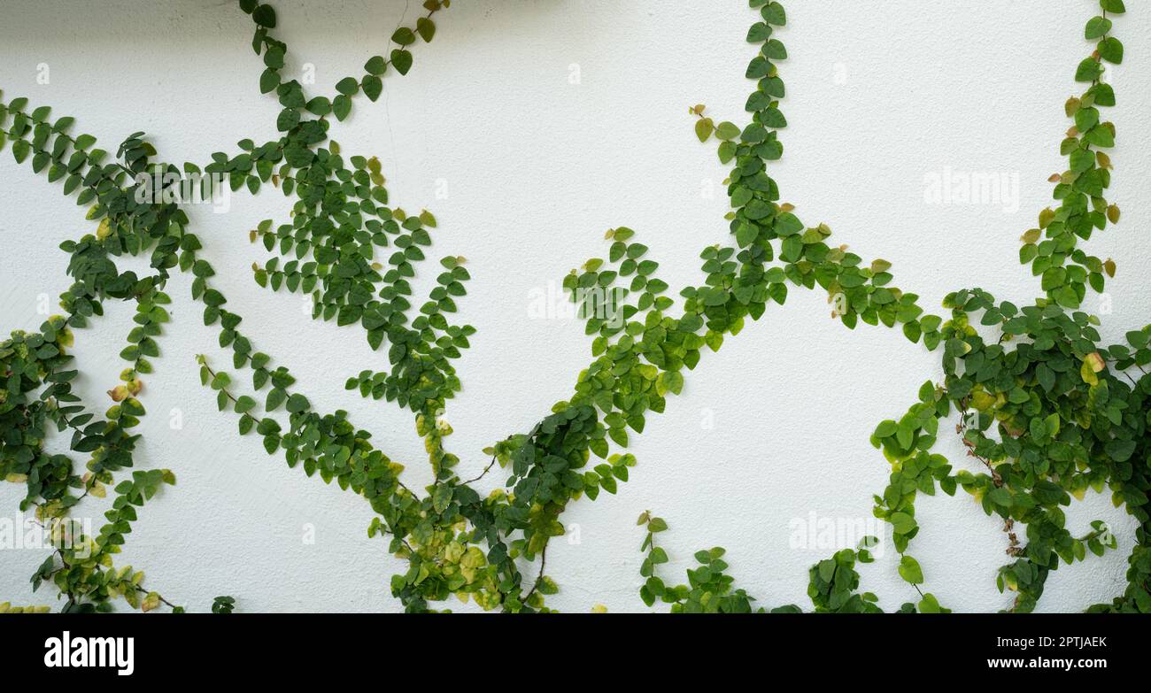 Verde edera eco muro. Closeup verde pianta strisciante che sale su palo bianco di cemento. Verde foglie texture sfondo. Foglie verdi di edera. Sostenibile Foto Stock