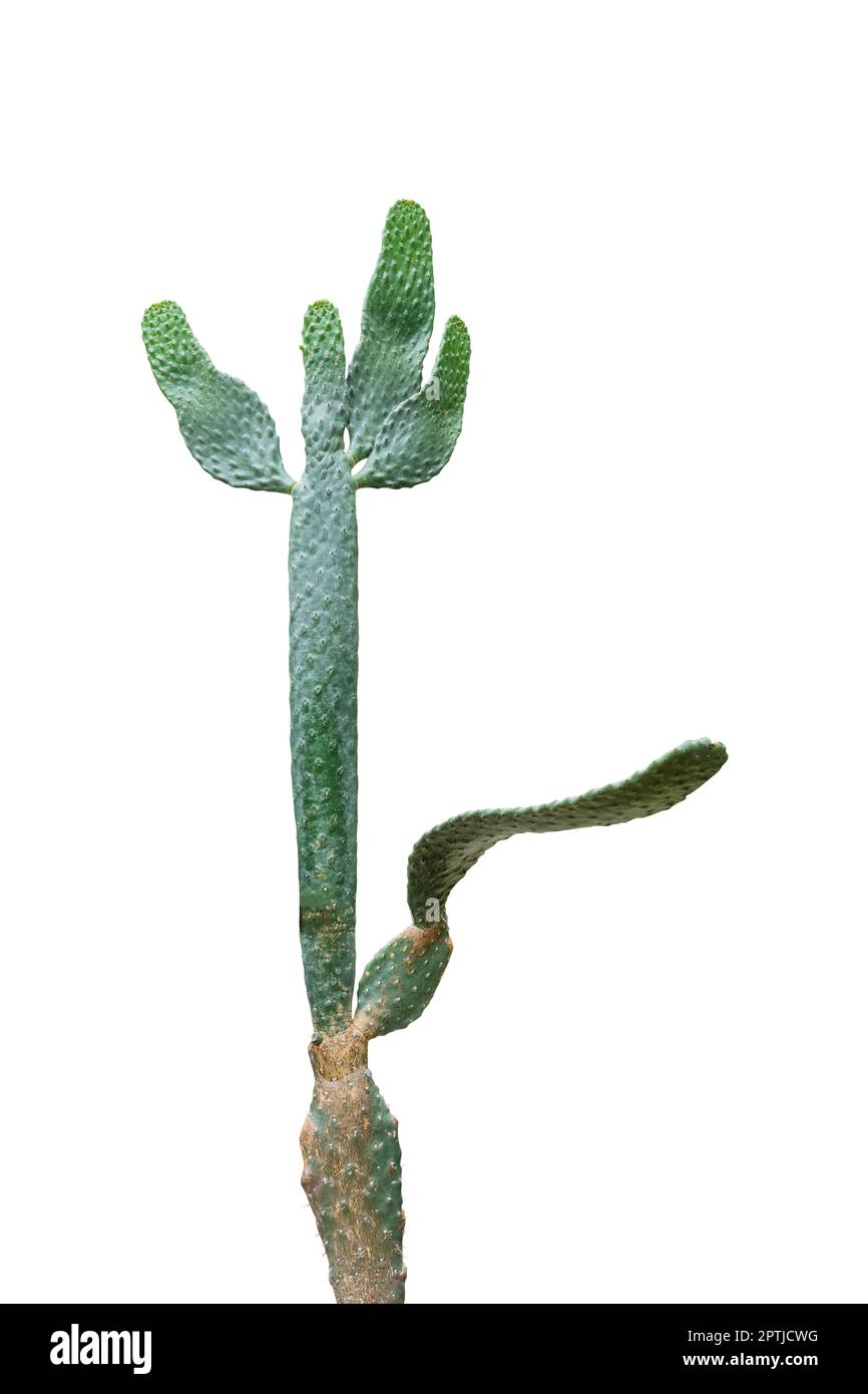 Verde opuntia pianta di cactus tropicale isolato su sfondo bianco includono il percorso di ritaglio. Foto Stock