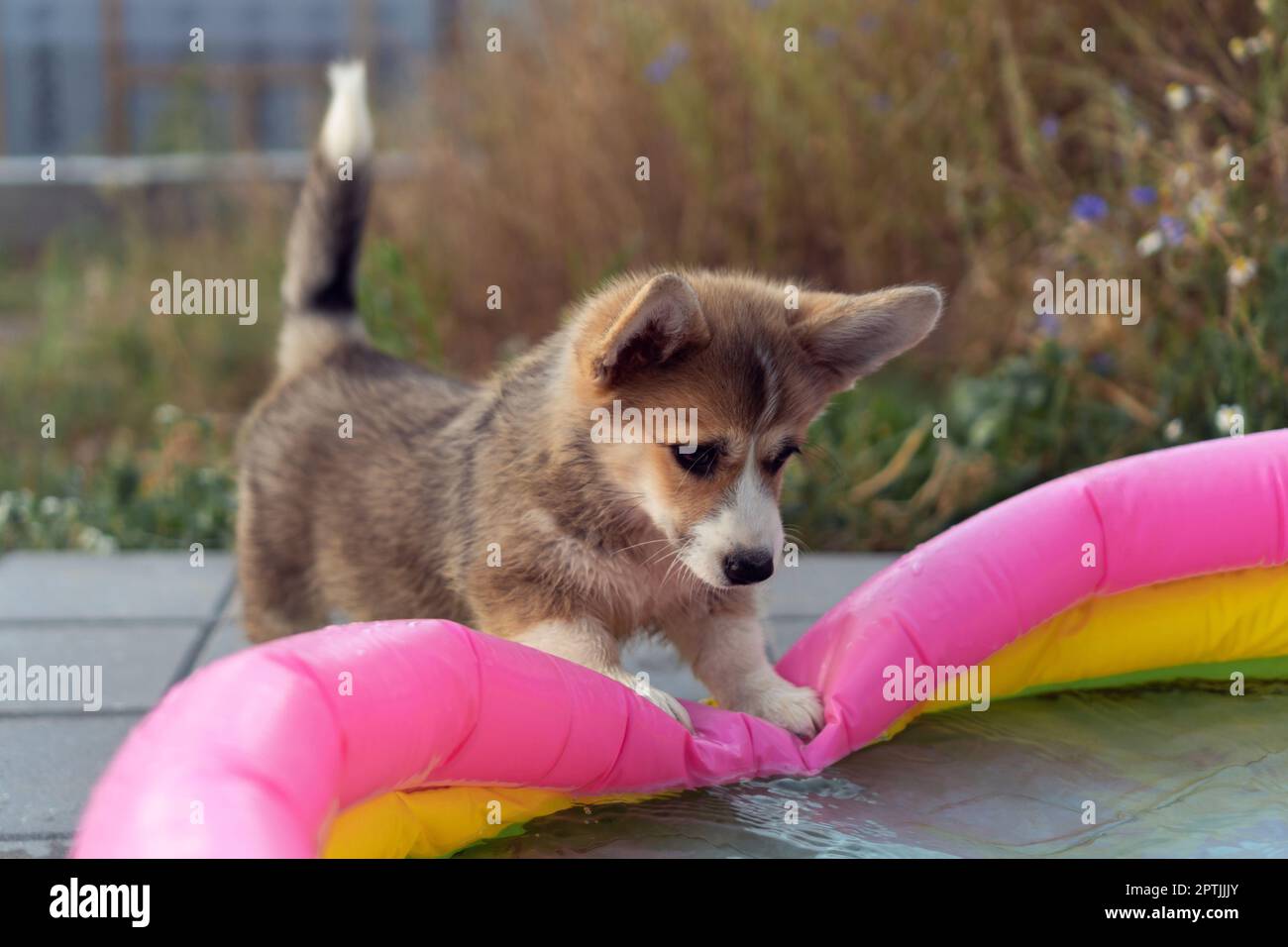 Ritratto del cucciolo di pembroke corgi gallese giocoso mettere le zampe sulla piscina gonfiabile colorata in estate, guardando l'acqua, giocando nel cortile. Nazionale ani Foto Stock