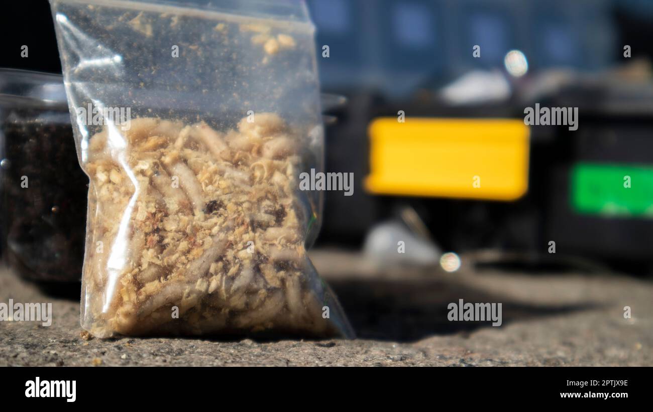 Un piccolo sacchetto di segatura e maggot. Esca viva per la pesca. Le larve del mosca sono buone esche per la cattura di tutto il pesce. Pesca. Il soggetto è esca per carpa, orata, Foto Stock