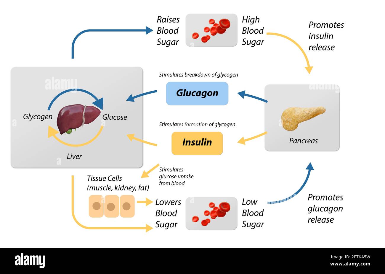 Illustrazione della regolazione della glicemia. Schema del ciclo di processo etichettato. Diagramma educativo di fegato e pancreas con uptake di stimolazione del glucosio e breakdow Foto Stock