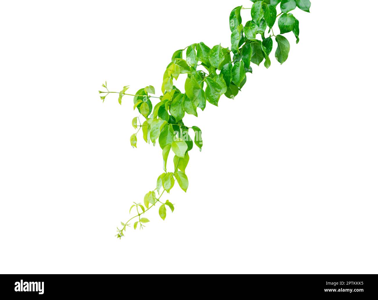 Pianta d'edera con foglie verdi a forma di cuore, isolata su fondo bianco con percorso di ritaglio. Foto Stock