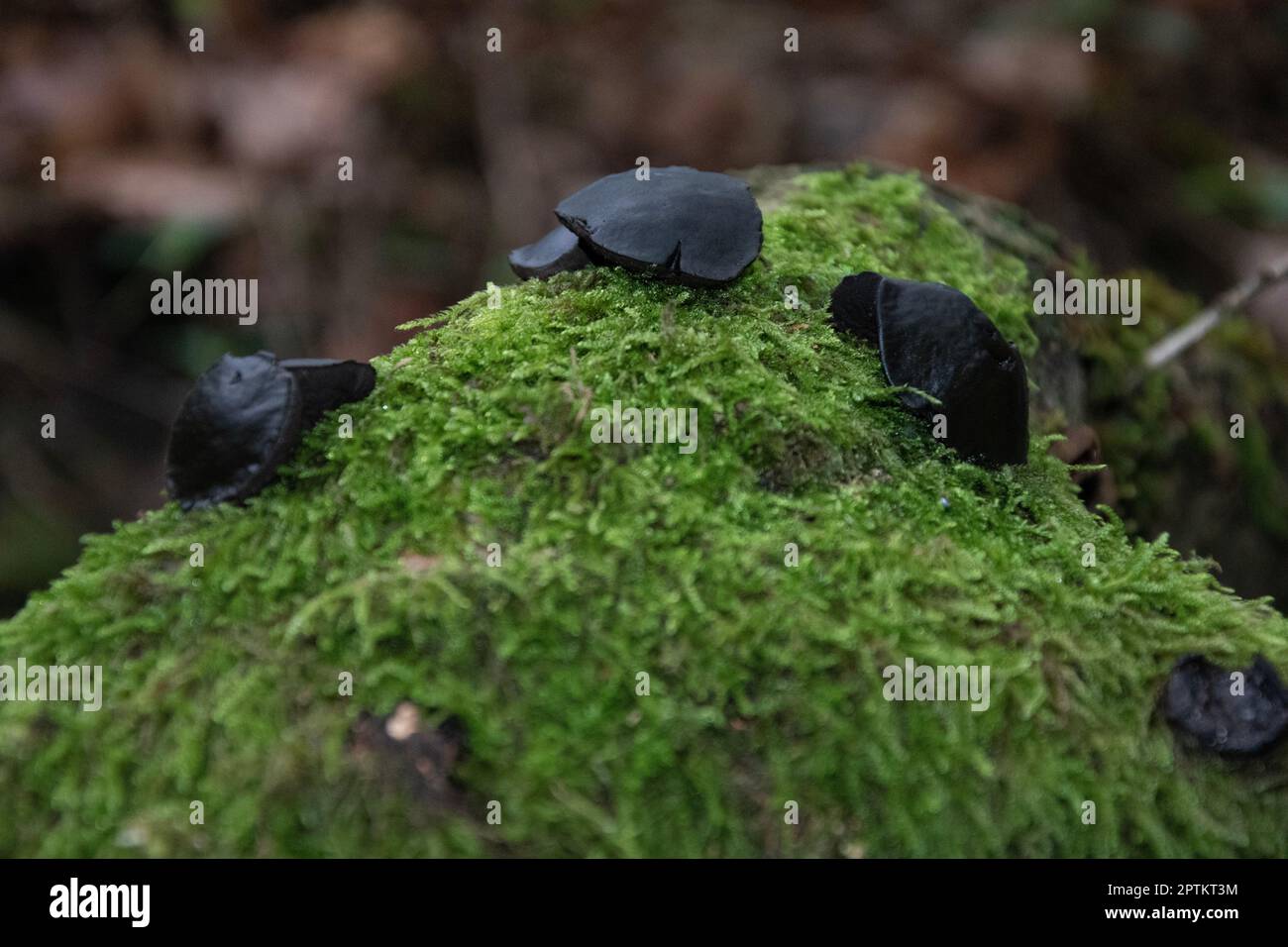 Fungo nero Bulgar su log mossy verde Foto Stock