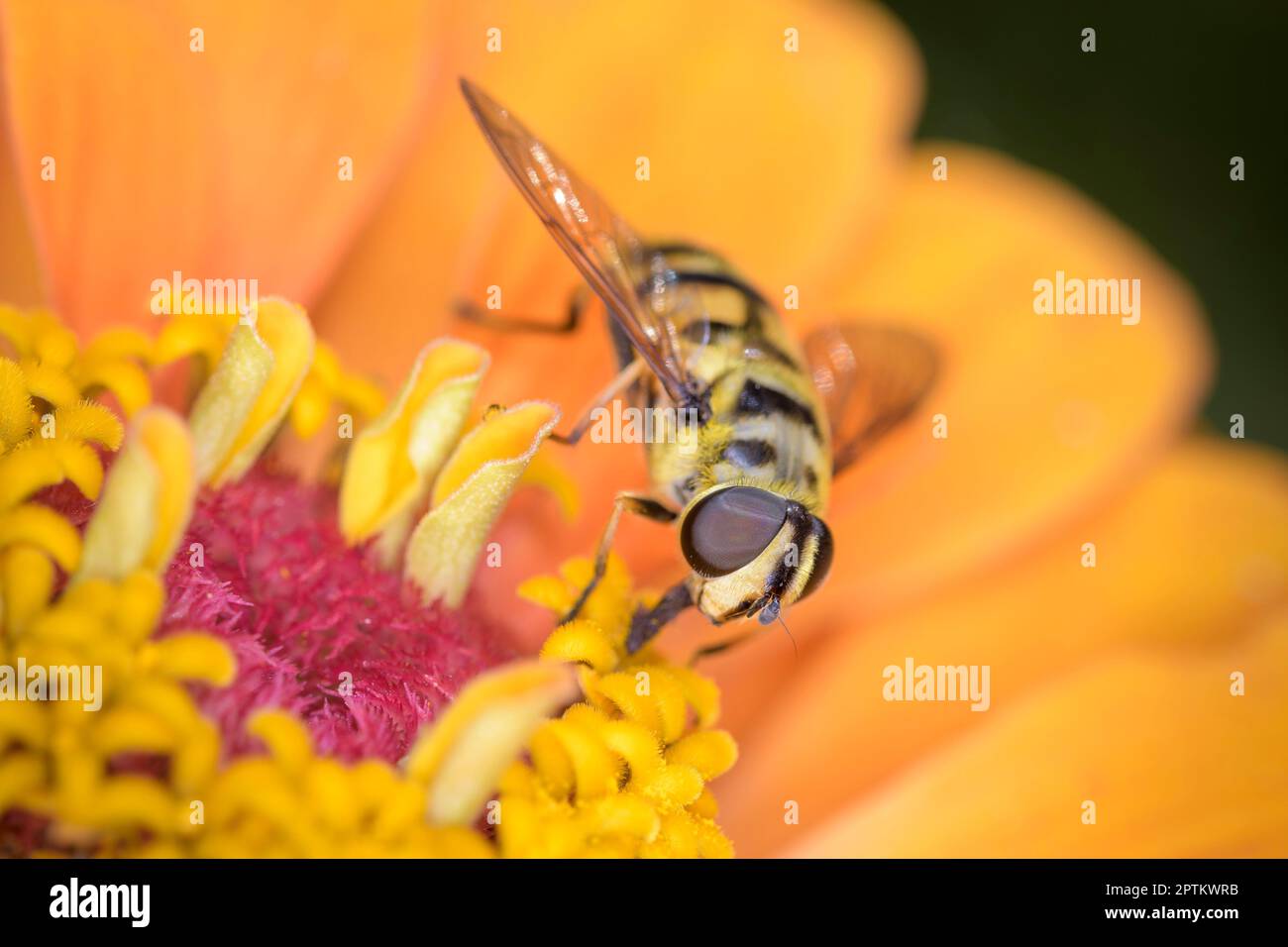 Myathropa florea chiamato anche flower fly o syrphid fly, che riposa su un fiore Foto Stock