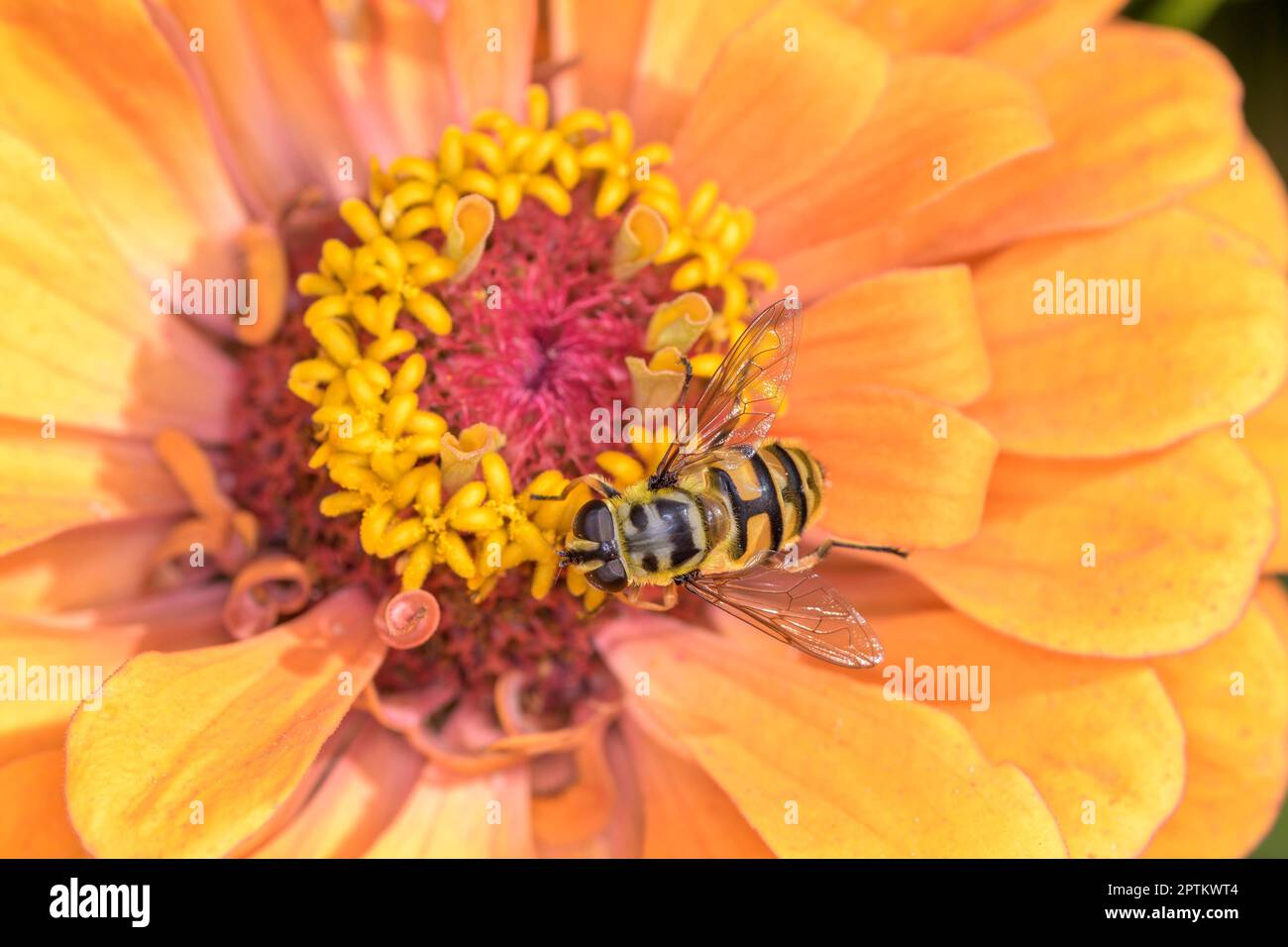 Myathropa florea chiamato anche flower fly o syrphid fly, che riposa su un fiore Foto Stock