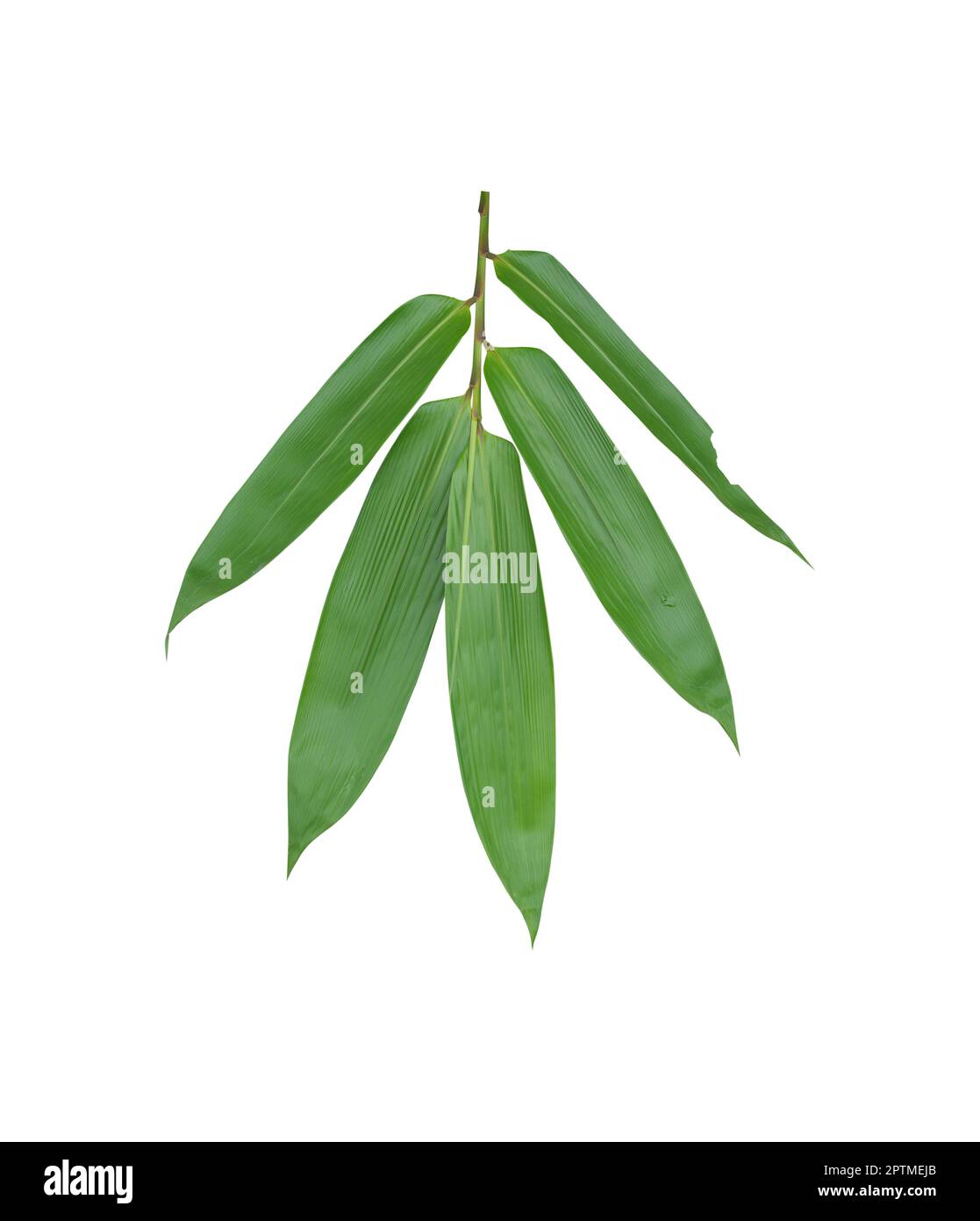 Foglie di bambù isolate su sfondo bianco. Foglia di bambù verde con percorso di ritaglio. Foto Stock