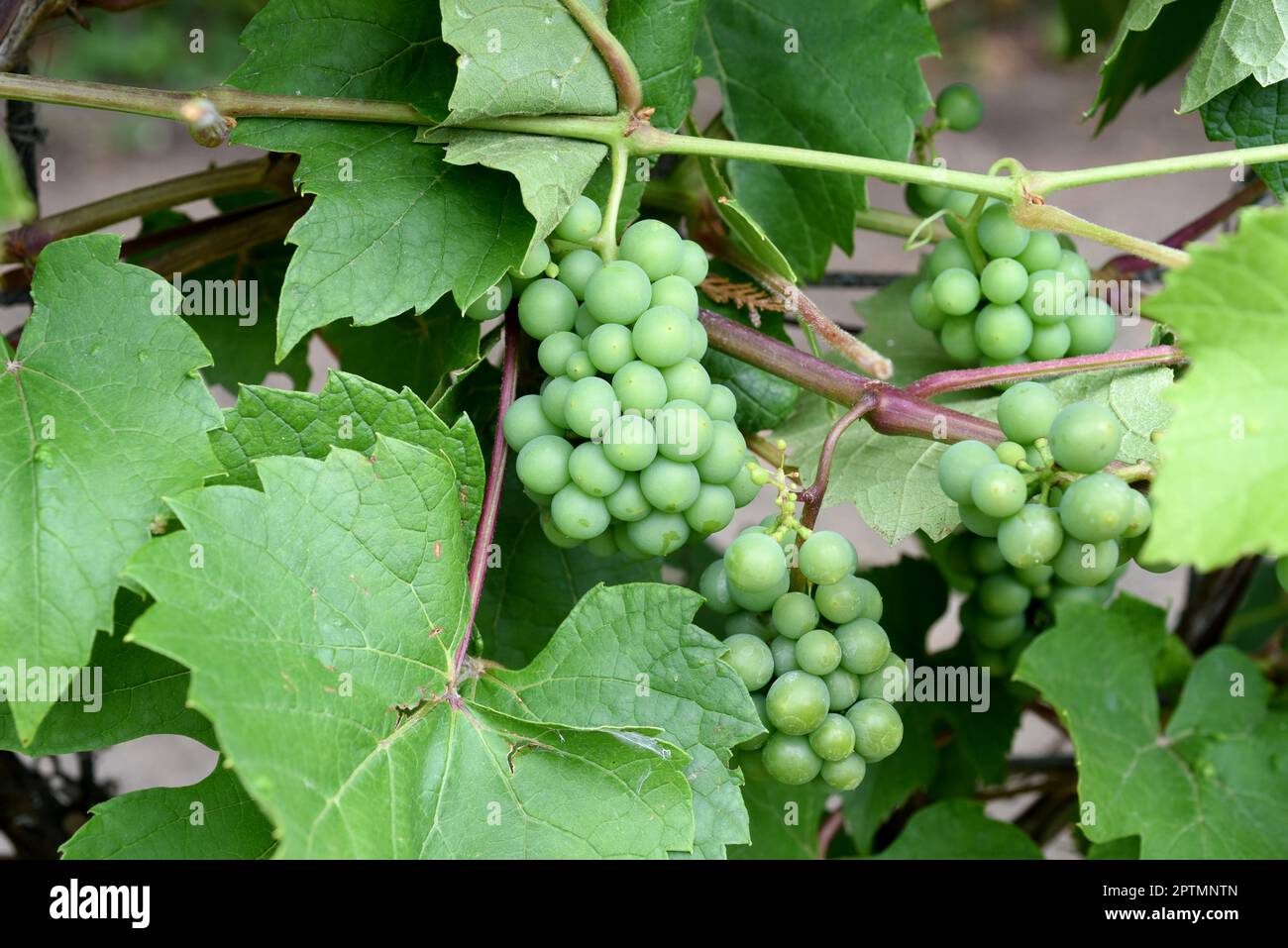 Weissein, Riesling Vitis vinifera, ist ein Wein der hauptsaechlich im Rheingau Hessen angebaut wird. Il vino bianco, Riesling Vitis vinifera, è un vino t Foto Stock