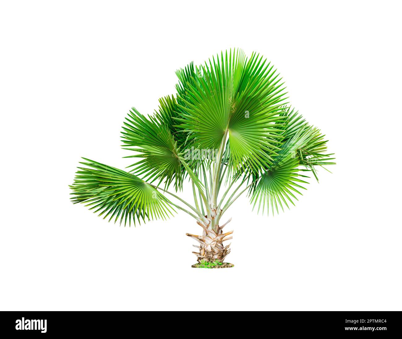 Albero di palma di zucchero isolato su sfondo bianco incluso il percorso di ritaglio. Foto Stock