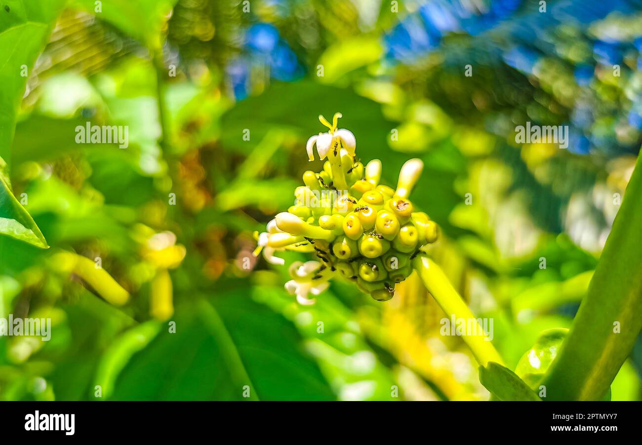 Noni frutta Morinda citrifolia con fiori popolare con formiche a Zicatela Puerto Escondido Oaxaca Messico. Foto Stock