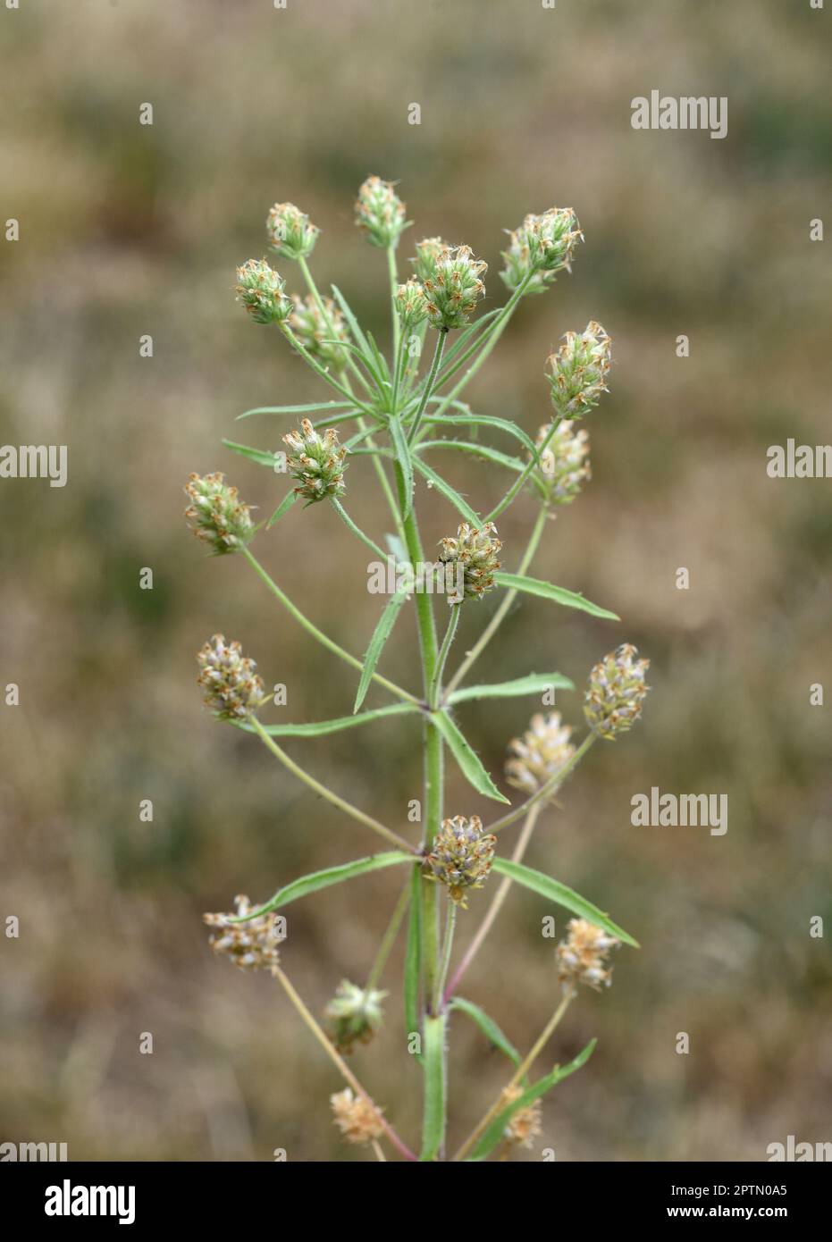 Fohsamen, afra plantago ist eine wichtige Heilpflanze und wird haeufig in der Medizin verwendet. Die Pfianze einjaehrig. Psillium nero, Afra pla Foto Stock