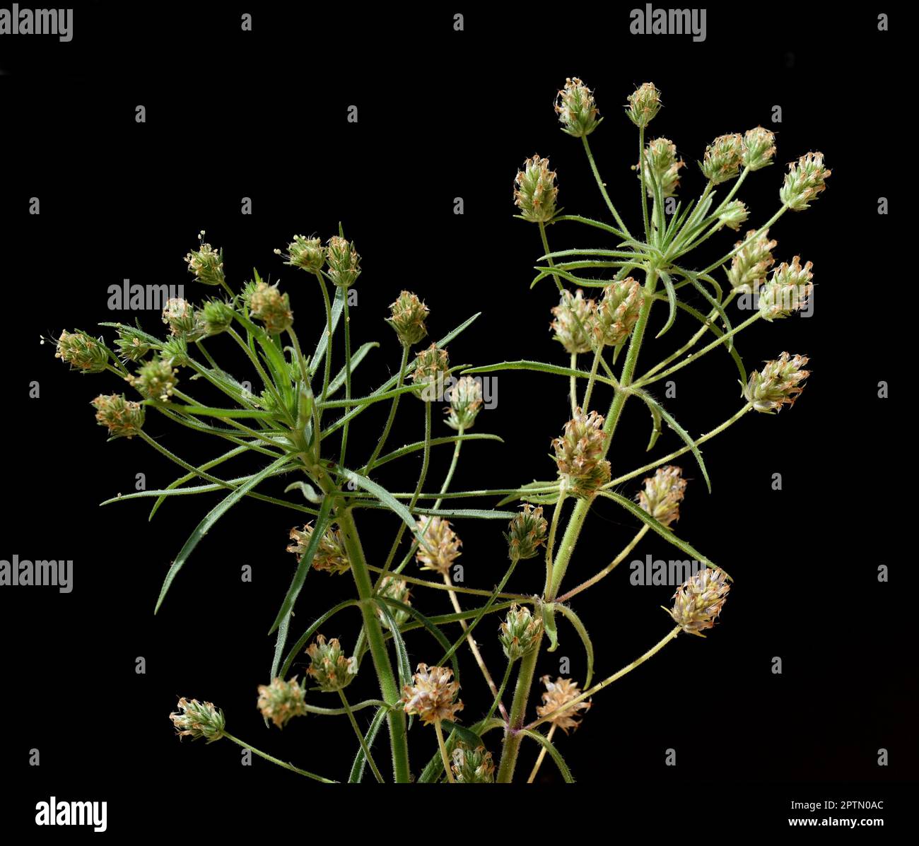 Fohsamen, afra plantago ist eine wichtige Heilpflanze und wird haeufig in der Medizin verwendet. Die Pfianze einjaehrig. Psillium nero, Afra pla Foto Stock