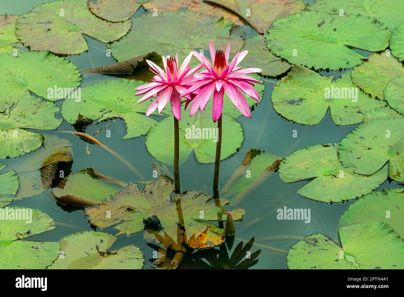 Lotus frowers, Adda Heights Town Park è parco comunale a Johor Bahru aumenta un bel lago nel mezzo, con strade ben mantenute e facilili Foto Stock