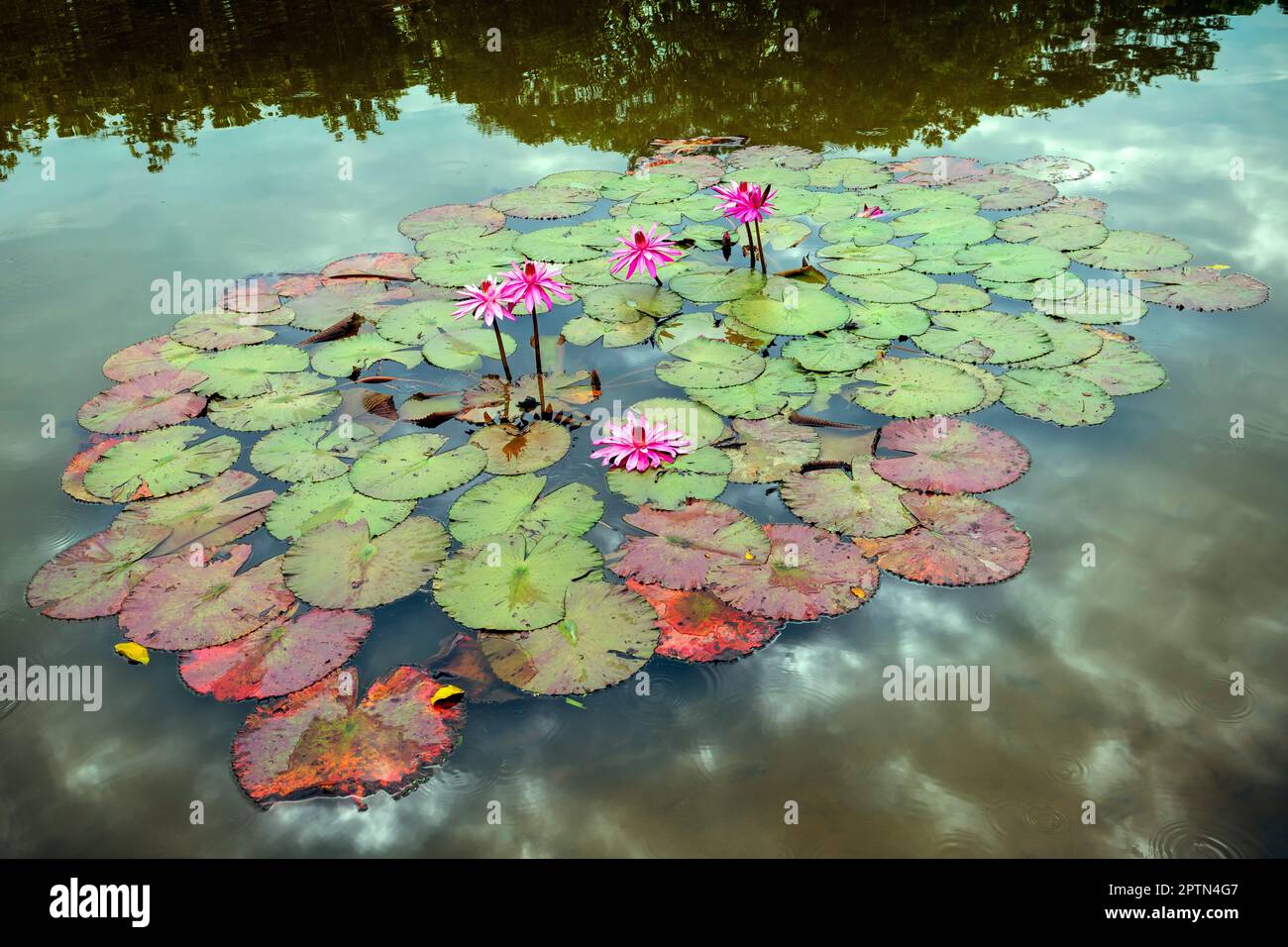 Lotus frowers, Adda Heights Town Park è parco comunale a Johor Bahru aumenta un bel lago nel mezzo, con strade ben mantenute e facilili Foto Stock