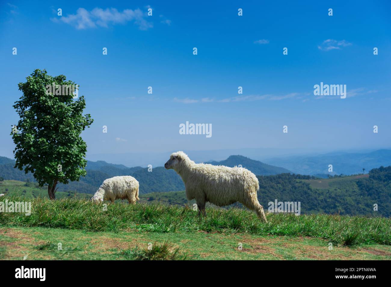 Pecore pascolano in un campo di prati di montagna con cielo blu. Campagna vista paesaggio sfondo. Foto Stock