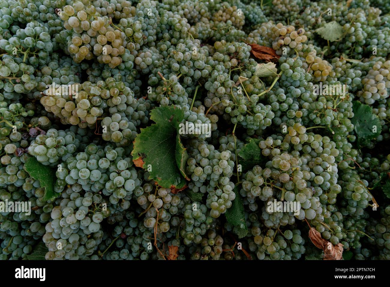 grappoli di uva accumulati in mucchi Foto Stock