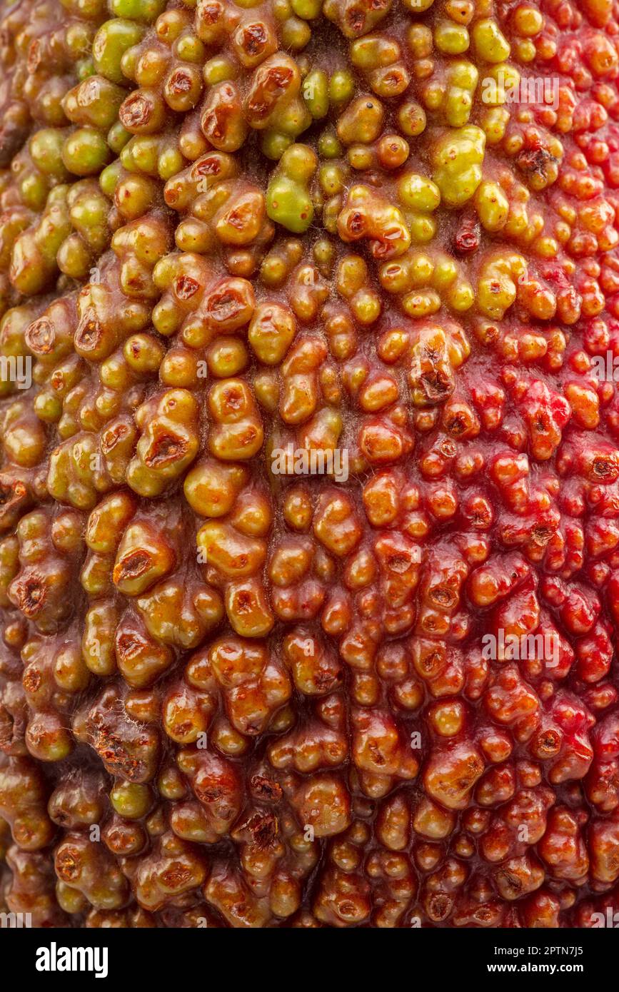 Hass avocado struttura della pelle closeup. Foto Stock