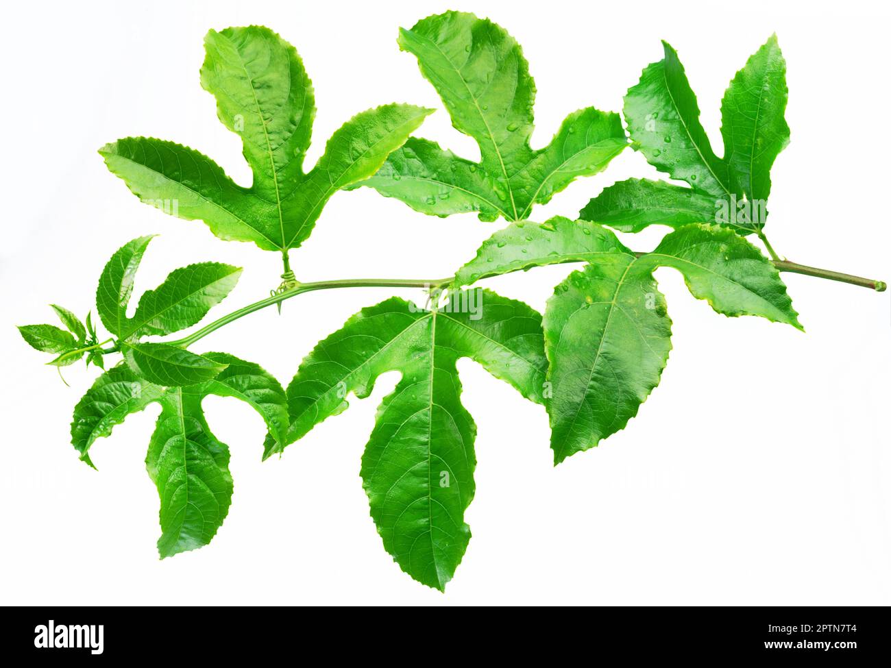 Frutto della passione o maracuya ramoscello su sfondo bianco. Tracciato di ritaglio. Foto Stock