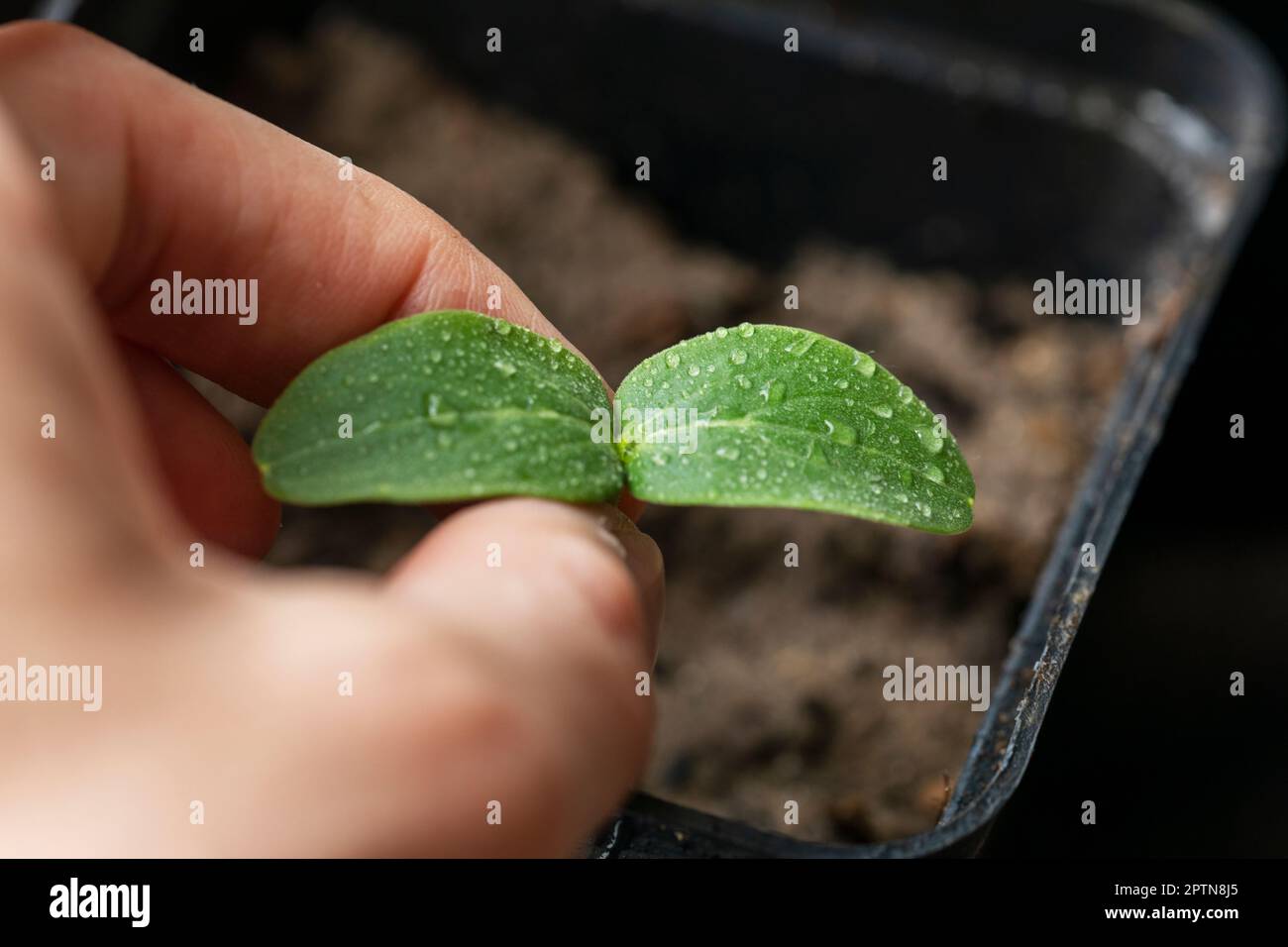 piantare giovani piantine di cetriolo. malattie e pesti di cetrioli Foto Stock