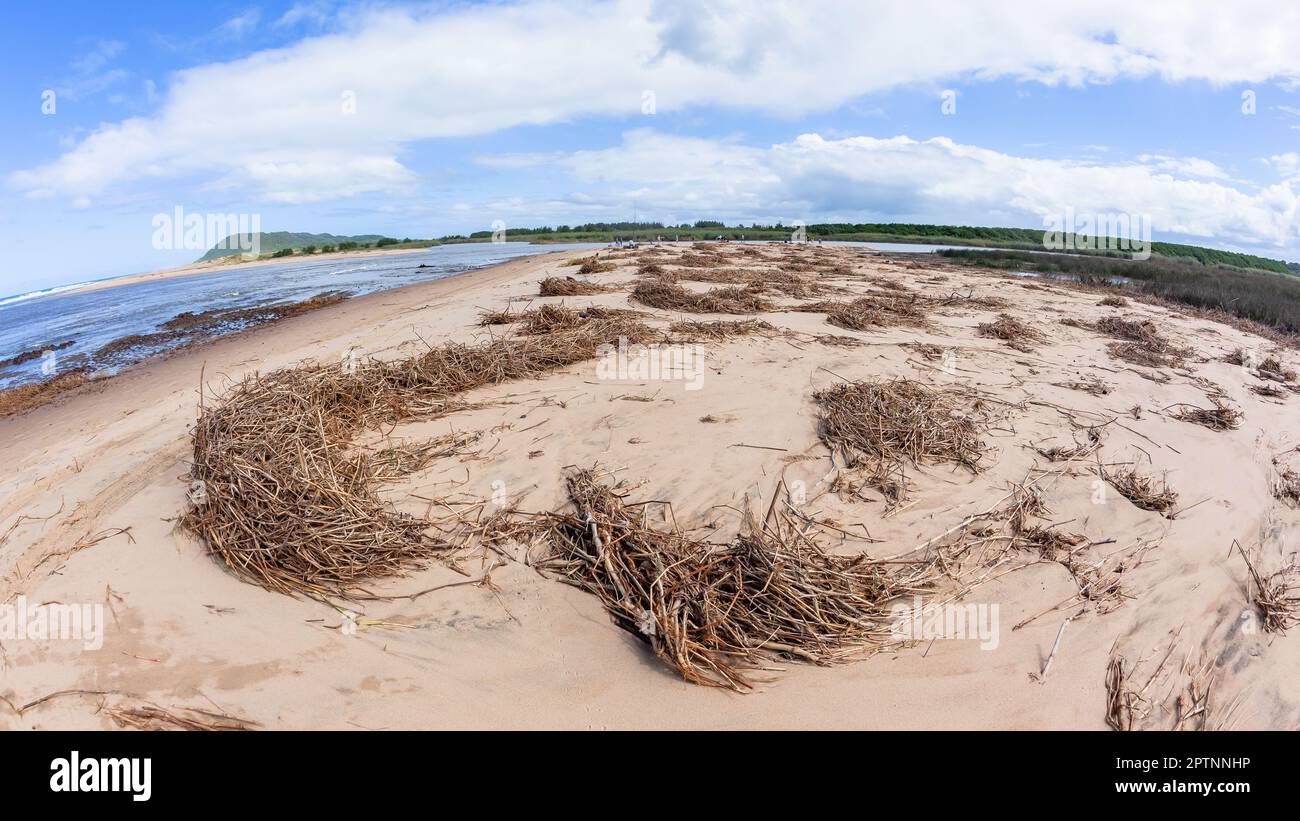 Spiaggia oceano fiume estuario costa paludi tropicali marea lavaggio di canne di piante su banchi di sabbia un paesaggio naturale. Foto Stock