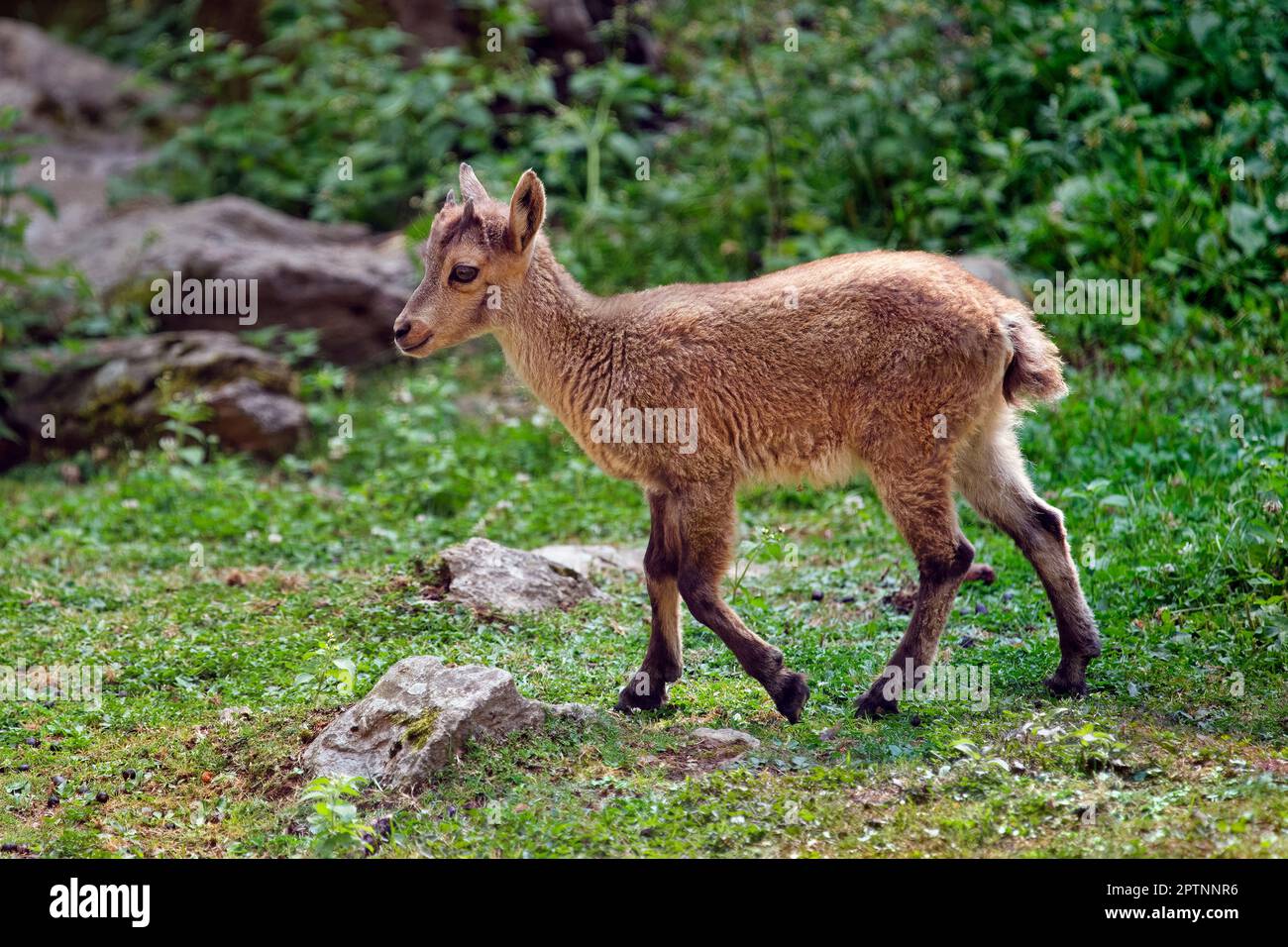 Capretto camoscio - Rupicapra rupicapra Foto Stock