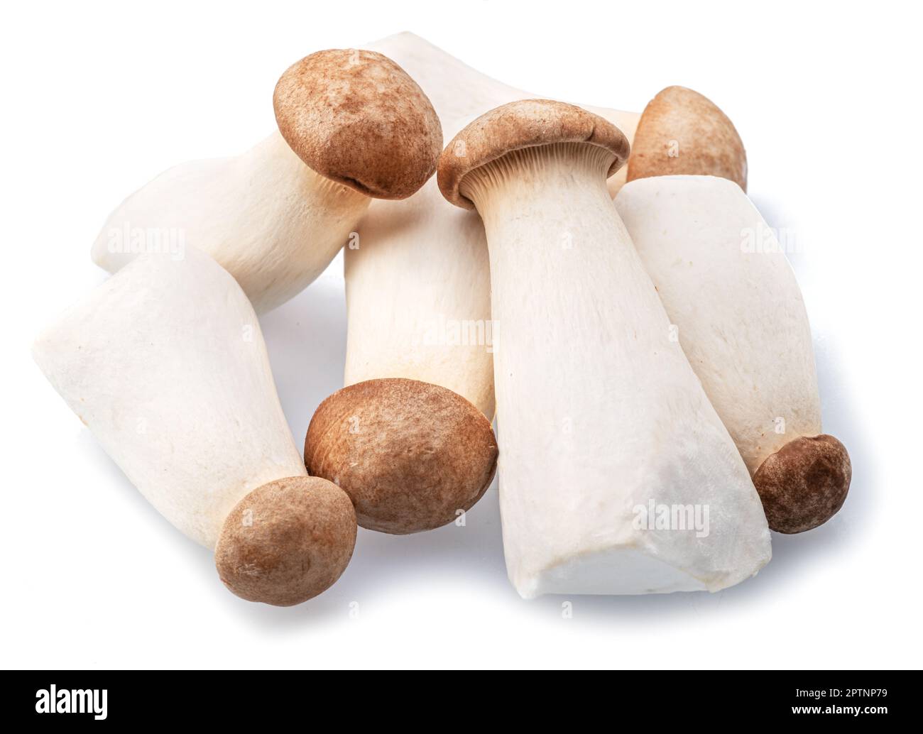 Funghi di eryngii o funghi reali di ostrica isolati su fondo bianco. Foto Stock