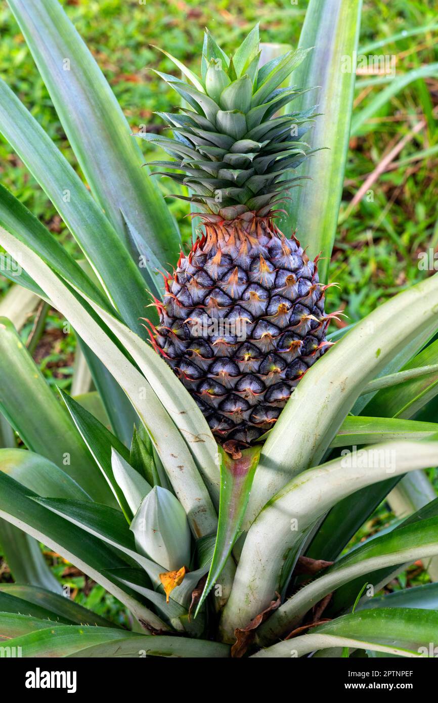 Ananas (ananas comosus), zona residenziale di Sierramas, Kuala Lumpur, Malesia. Foto Stock