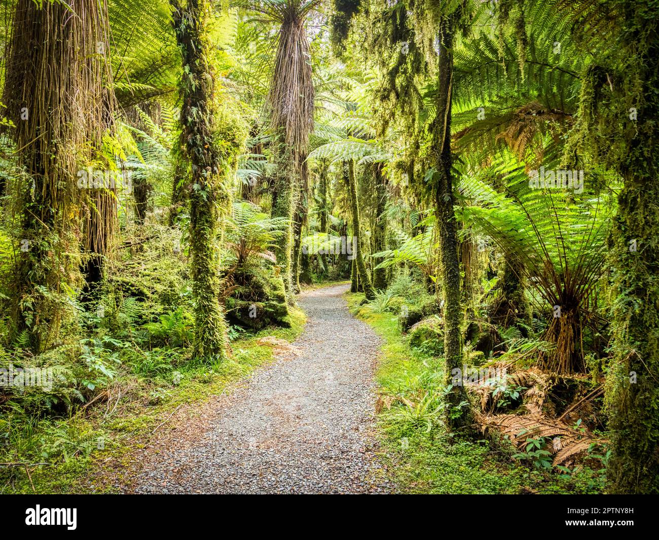 Percorso attraverso il bush nativo sulle rive del fiume Haast, Westland, Nuova Zelanda. Foto Stock