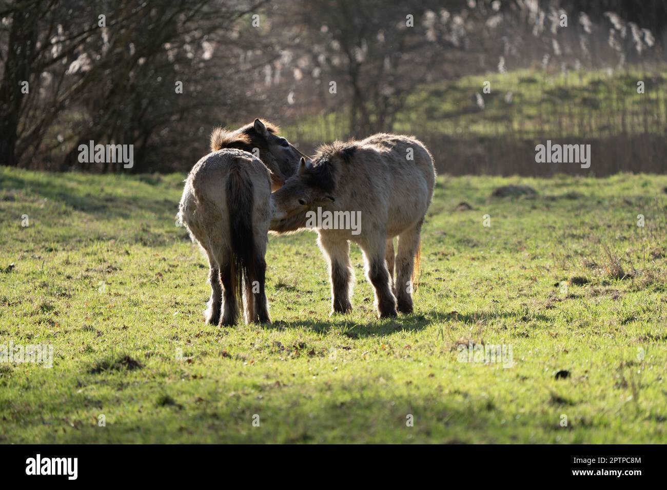Due cavalli di Przewalski si puliscono al mattino Foto Stock