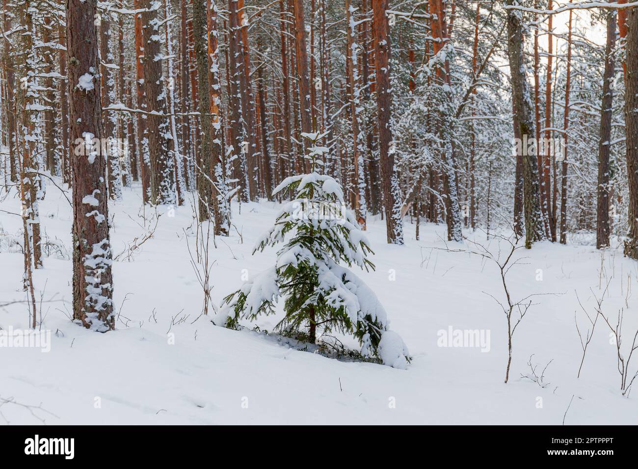 Sul prato coperto di neve, abeti e pini sono in piedi riversati di neve in una gelida giornata invernale. Foto Stock