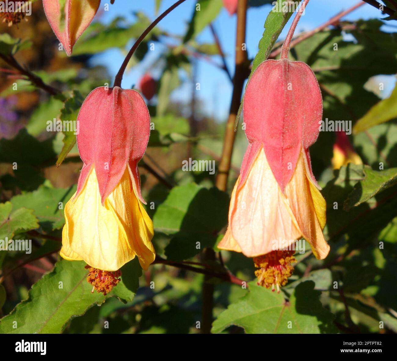 Abutilon megapotamicum Foto Stock