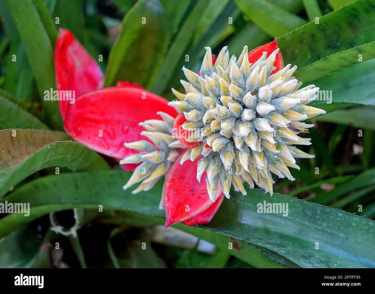 Aechmea tomentosa Foto Stock
