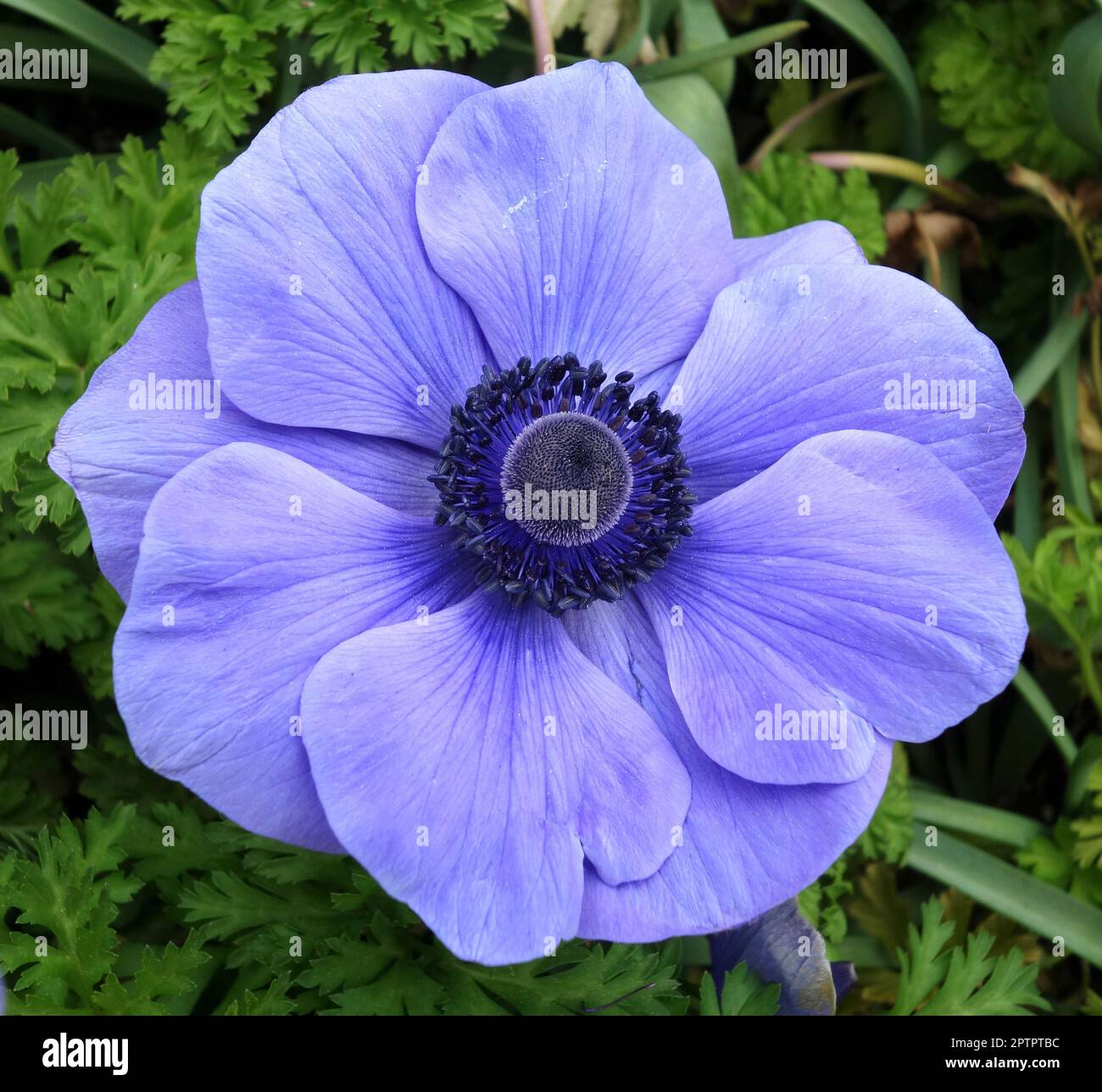 Anemone coronaria Foto Stock