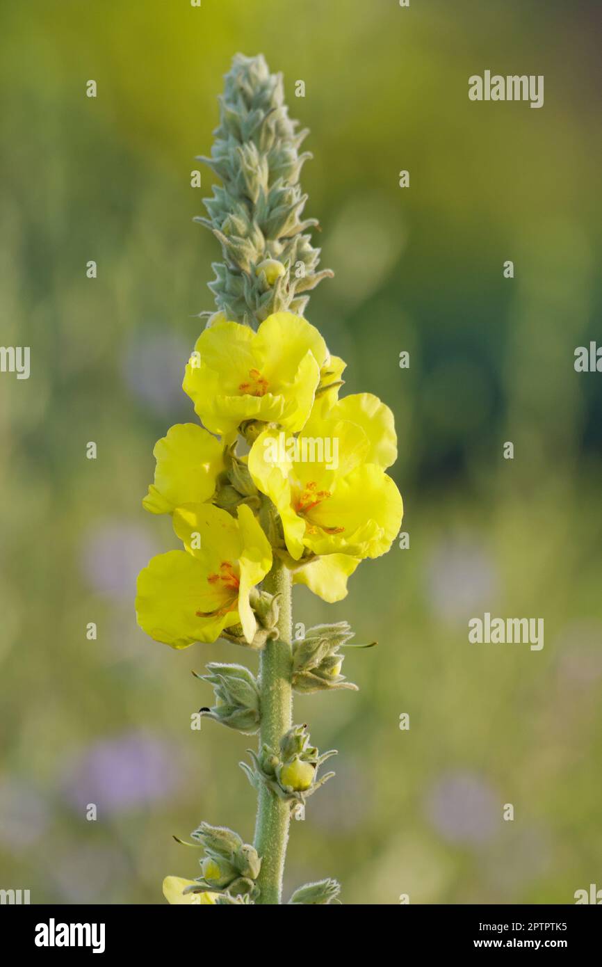 Verbascum thapsus — mullein comune primo piano dei fiori. sfondo isolato, foto di scorta. Foto Stock