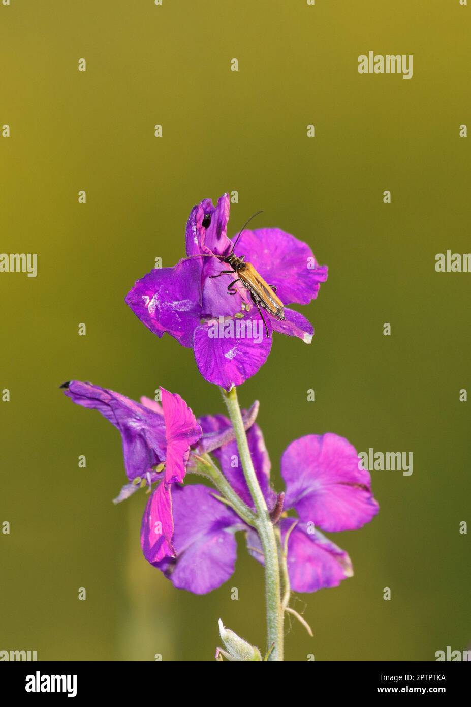 Consolida orientalis — sperone di cavaliere orientale con coleotteri di longhorn su sfondo sfocato, foto di scorta. Foto Stock