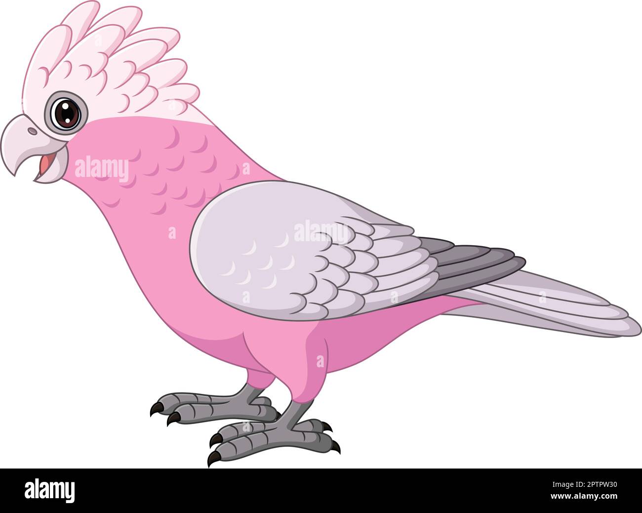 Cartoon Galah Cockatoo pappagalli Bird Illustrazione Vettoriale