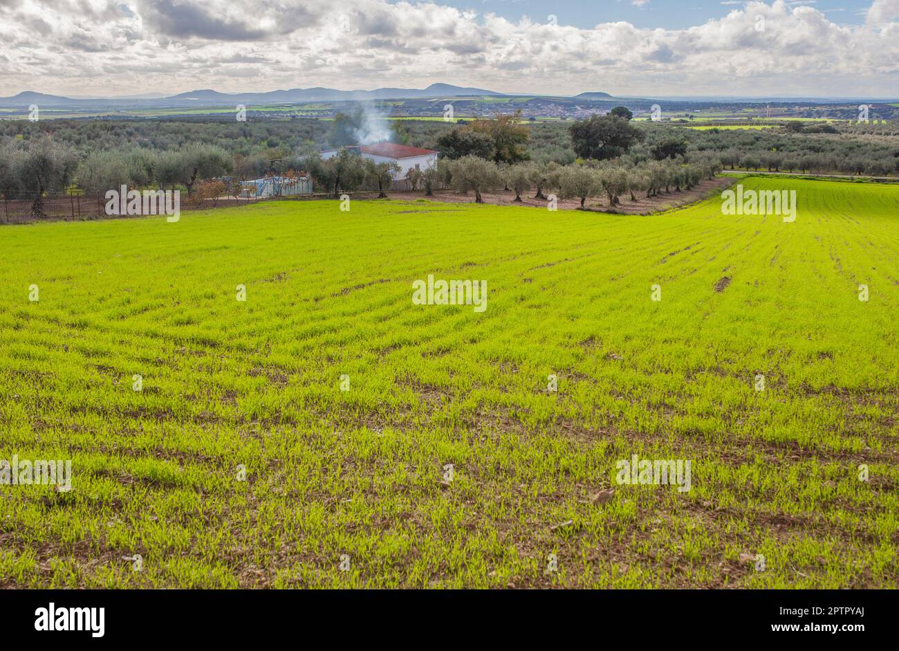 Periferia di Mirandilla, Badajoz, Estremadura, Spagna. Oliveti una panoramica del campo dei cereali Foto Stock