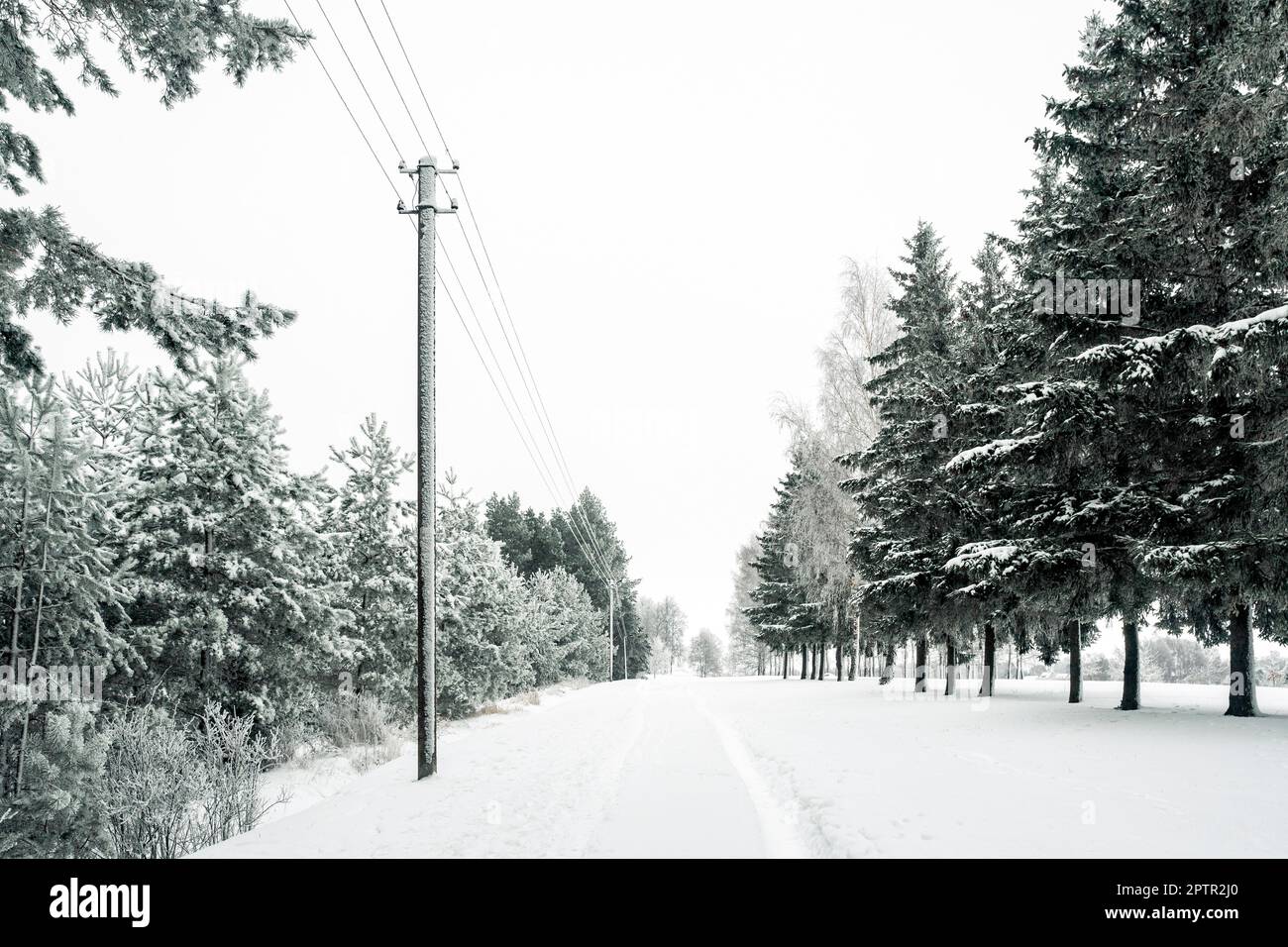Linee elettriche nella foresta invernale nebbiosa con alberi smerigliati Foto Stock